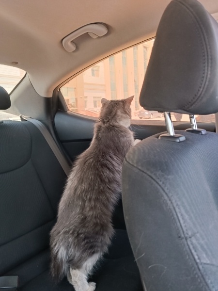 British Longhair, Kedi  Ares fotoğrafı