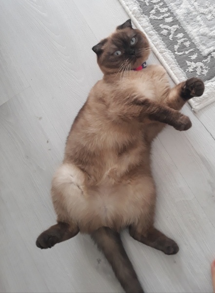 British Shorthair, Kedi  Çörek fotoğrafı