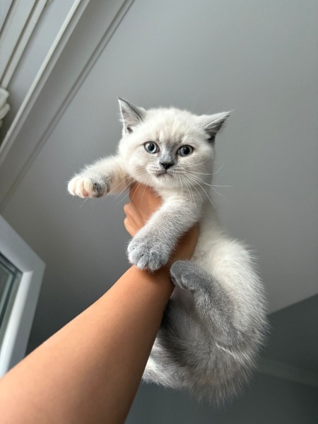British Shorthair, Kedi  Maya fotoğrafı