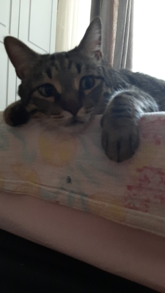 Tekir Kedi, Kedi  Merlin fotoğrafı