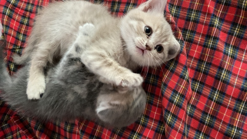British Longhair, Kedi  Nohut fotoğrafı