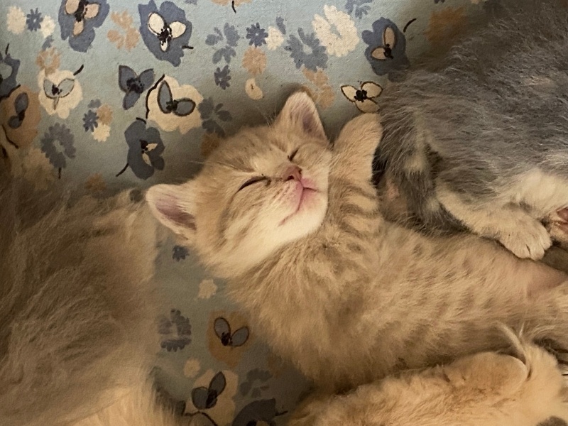 British Longhair, Kedi  Nohut fotoğrafı