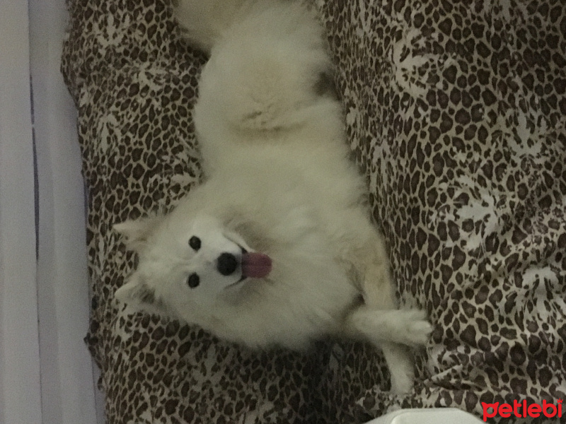 Samoyed, Köpek  Milka fotoğrafı
