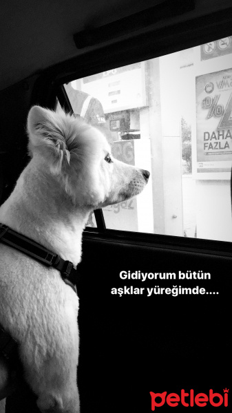 Samoyed, Köpek  Milka fotoğrafı