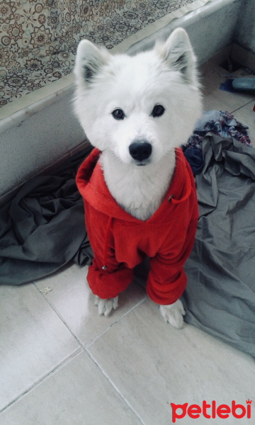 Samoyed, Köpek  Milka fotoğrafı