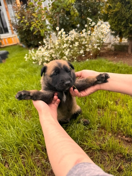 Belçika Malinois, Köpek  Belçika Kurt fotoğrafı