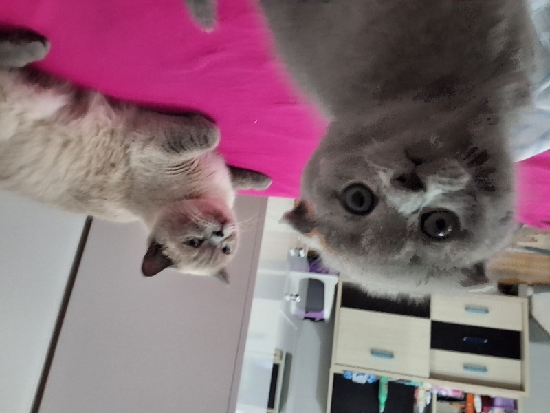 Scottish Fold, Kedi  Cıvıltı fotoğrafı