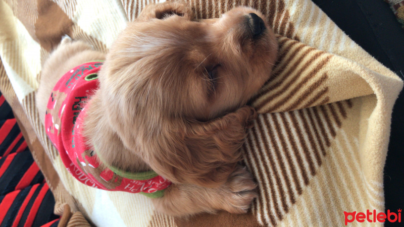 Amerikan Cocker Spaniel, Köpek  Paşam fotoğrafı