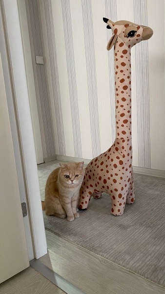 British Shorthair, Kedi  Pati fotoğrafı