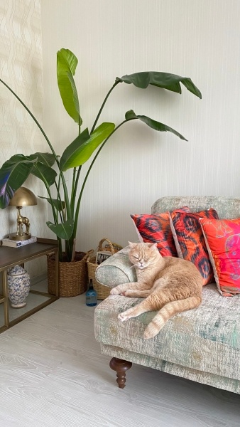 British Shorthair, Kedi  Pati fotoğrafı
