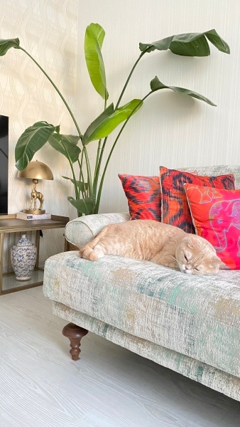 British Shorthair, Kedi  Pati fotoğrafı