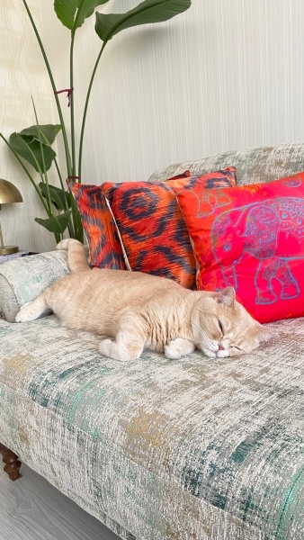 British Shorthair, Kedi  Pati fotoğrafı