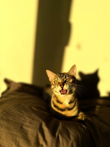Tekir Kedi, Kedi  freya fotoğrafı
