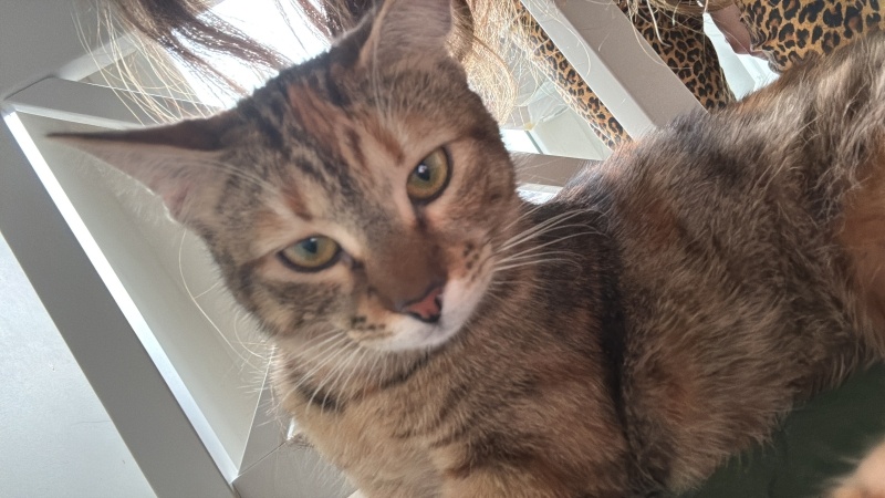 Tekir Kedi, Kedi  gaia fotoğrafı