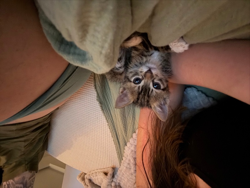 Tekir Kedi, Kedi  Maya fotoğrafı
