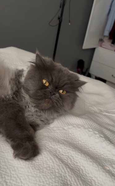 British Longhair, Kedi  dora fotoğrafı