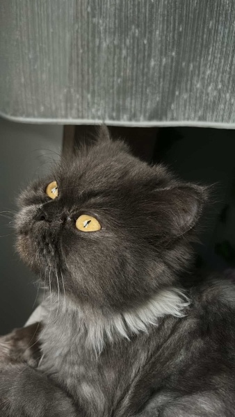 British Longhair, Kedi  dora fotoğrafı