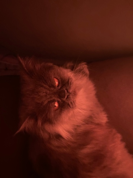 British Longhair, Kedi  dora fotoğrafı