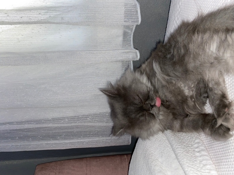 British Longhair, Kedi  dora fotoğrafı