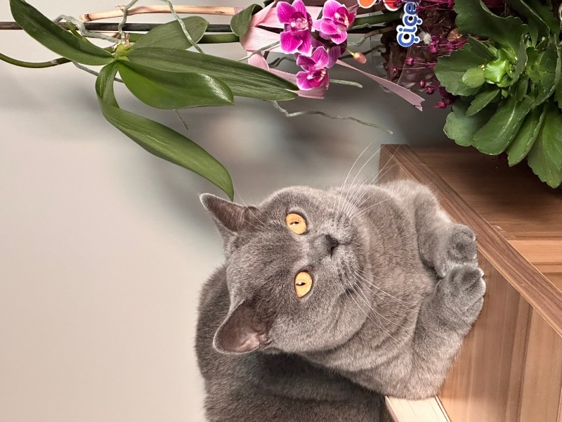 British Shorthair, Kedi  MİA fotoğrafı