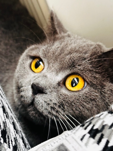 British Shorthair, Kedi  MİA fotoğrafı