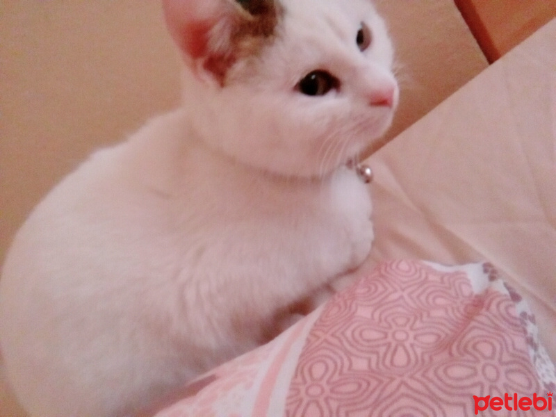 Tekir Kedi, Kedi  Hona Lulu fotoğrafı