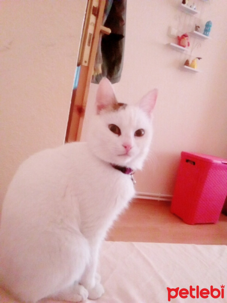 Tekir Kedi, Kedi  Hona Lulu fotoğrafı