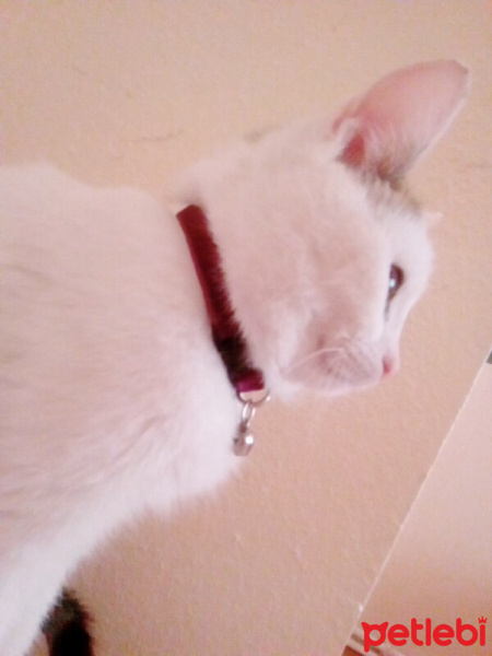 Tekir Kedi, Kedi  Hona Lulu fotoğrafı