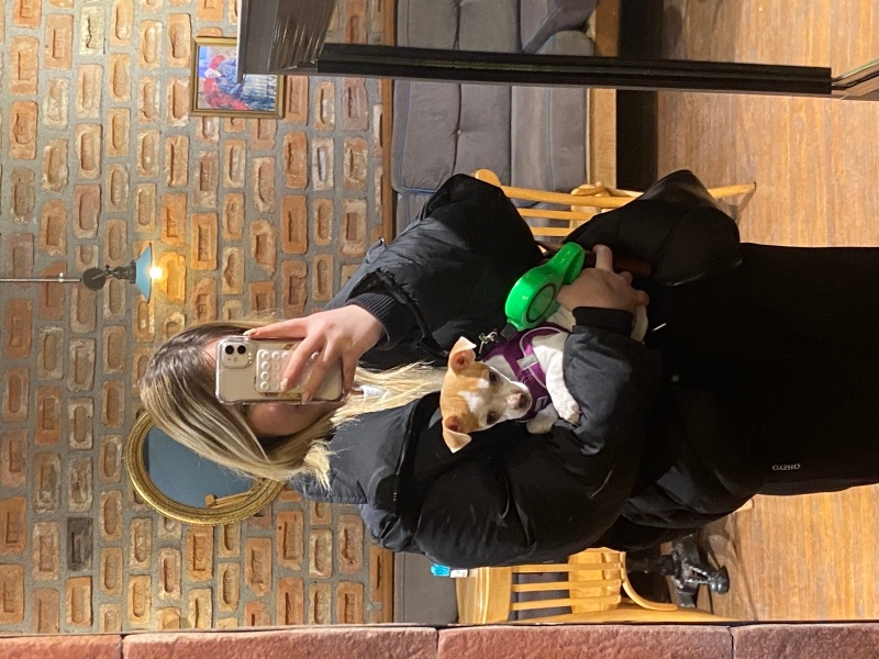 Chihuahua, Köpek  luna fotoğrafı