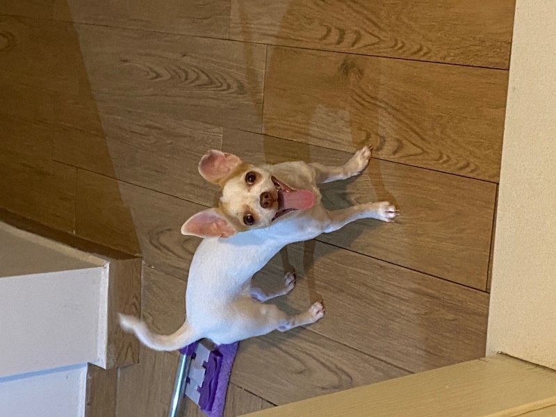 Chihuahua, Köpek  luna fotoğrafı