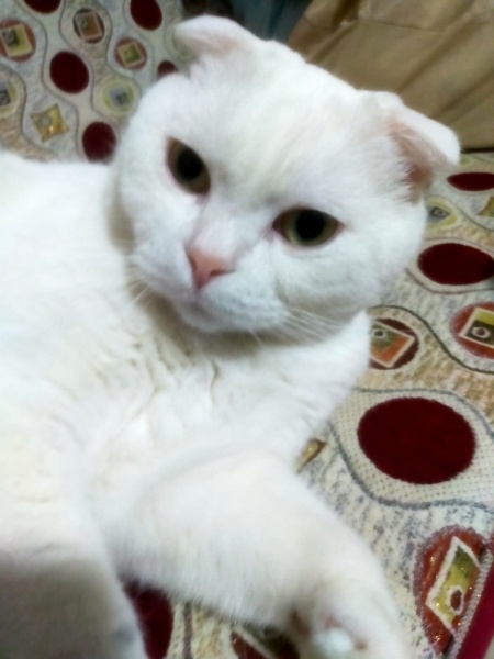 Scottish Fold, Kedi  Oscar fotoğrafı