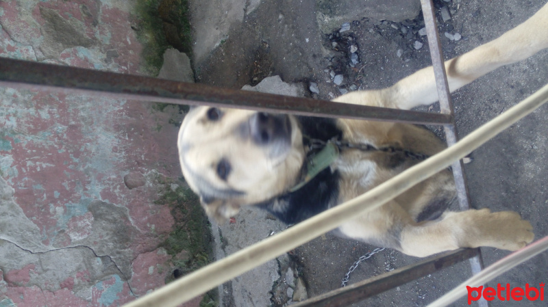 Alman Kısa Tüylü Pointer, Köpek  Rex fotoğrafı
