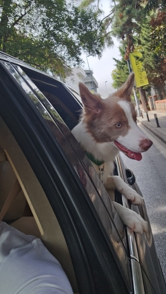Border Collie, Köpek  Doffy fotoğrafı