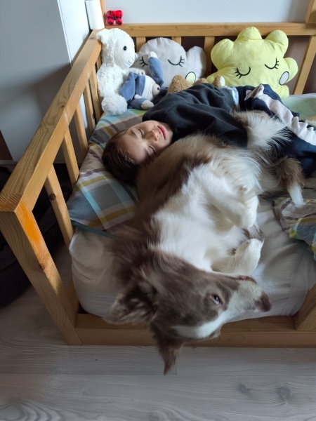 Border Collie, Köpek  Doffy fotoğrafı