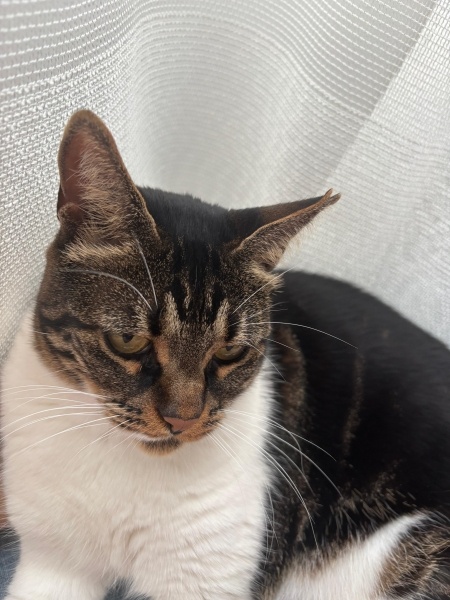 Tekir Kedi, Kedi  Nazlı fotoğrafı
