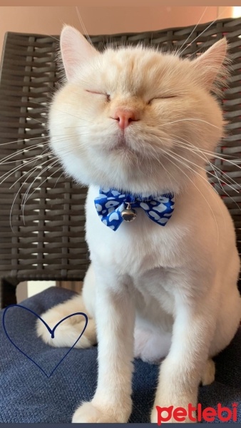 British Shorthair, Kedi  Paşa fotoğrafı