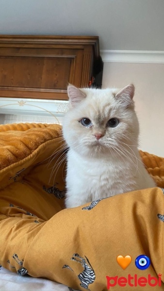 British Shorthair, Kedi  Paşa fotoğrafı