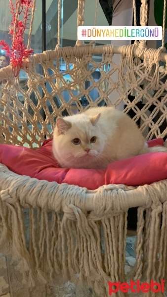 British Shorthair, Kedi  Paşa fotoğrafı