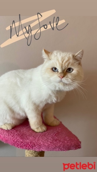 British Shorthair, Kedi  Paşa fotoğrafı