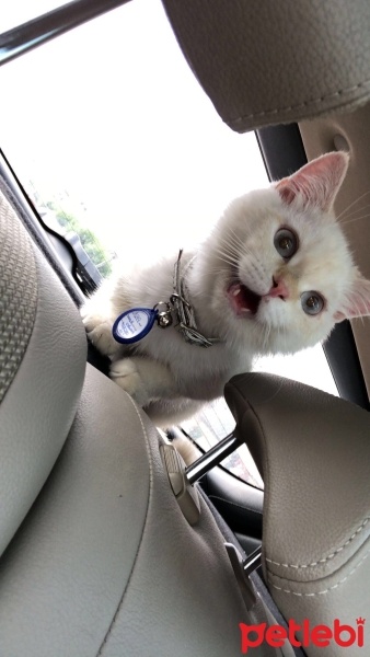 British Shorthair, Kedi  Paşa fotoğrafı