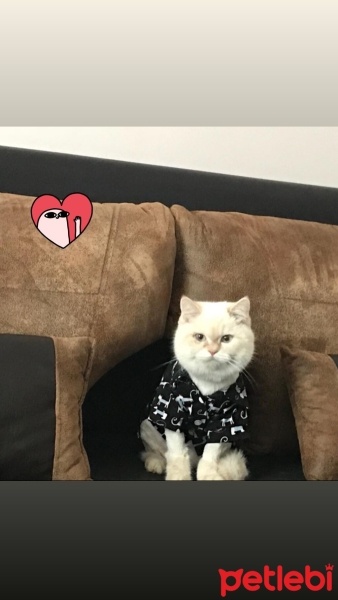 British Shorthair, Kedi  Paşa fotoğrafı