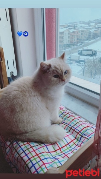 British Shorthair, Kedi  Paşa fotoğrafı