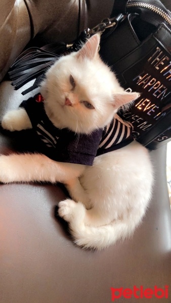 British Shorthair, Kedi  Paşa fotoğrafı