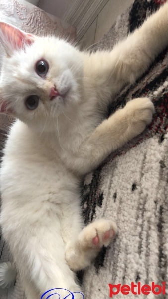 British Shorthair, Kedi  Paşa fotoğrafı