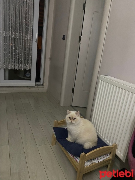 British Shorthair, Kedi  Paşa fotoğrafı