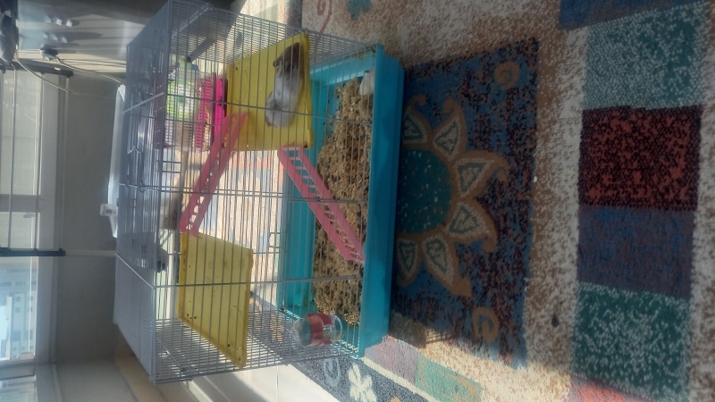 Hamster, Kemirgen  Sakız ve peynir fotoğrafı