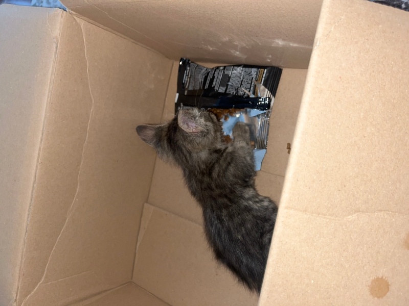 Tekir Kedi, Kedi  Adı yok fotoğrafı