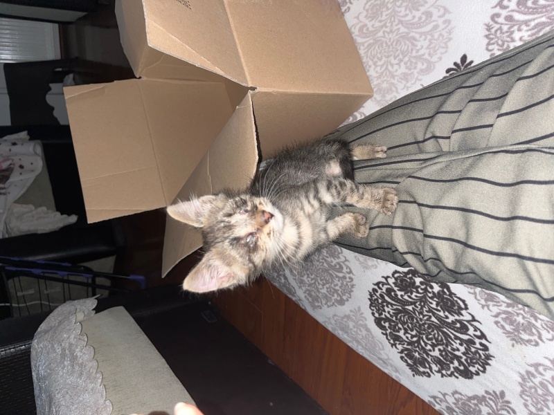 Tekir Kedi, Kedi  Adı yok fotoğrafı