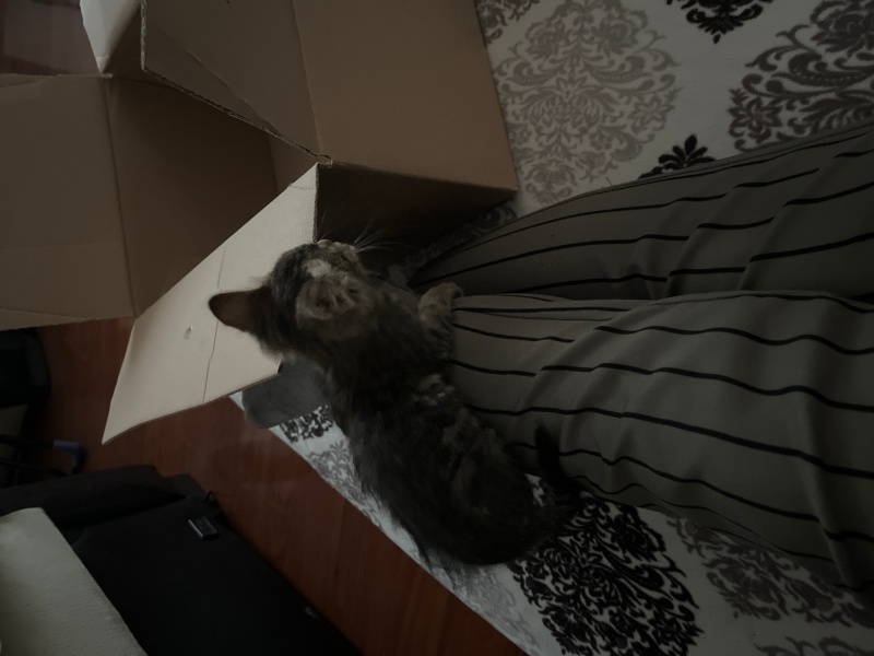 Tekir Kedi, Kedi  Adı yok fotoğrafı