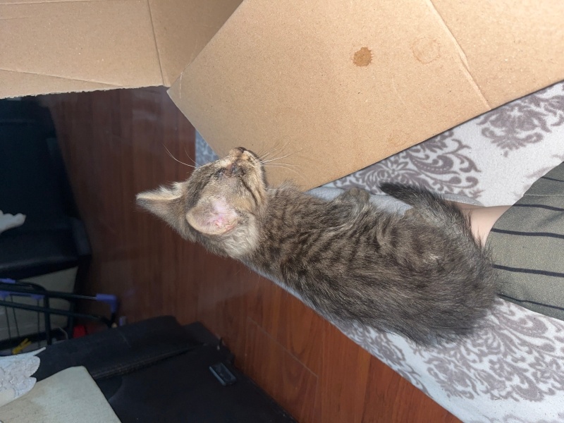 Tekir Kedi, Kedi  Adı yok fotoğrafı